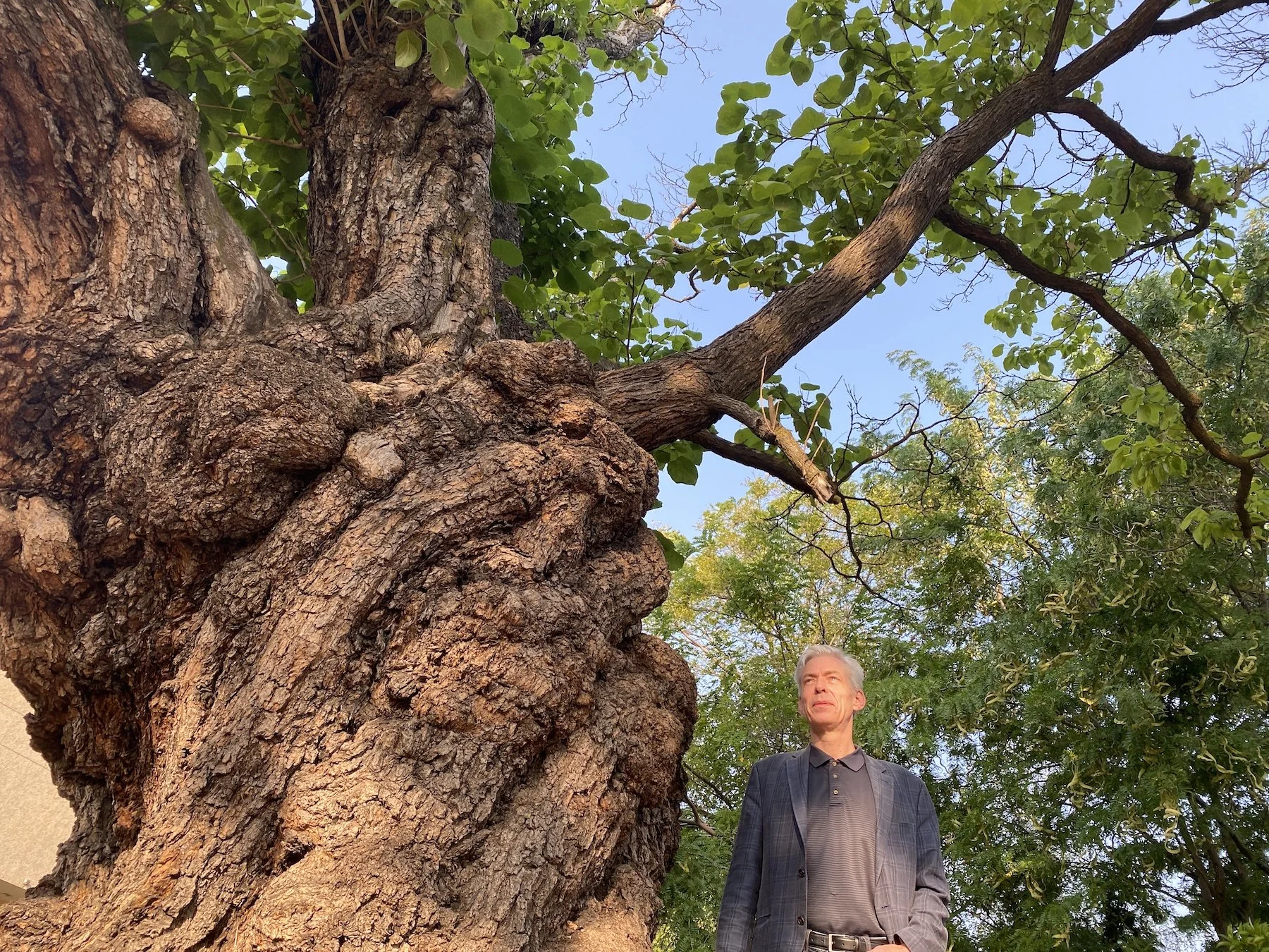 Hey TD, How Old Is This Tree? — Columbia Community Connection News
